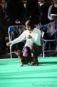 Crufts2011_2 580